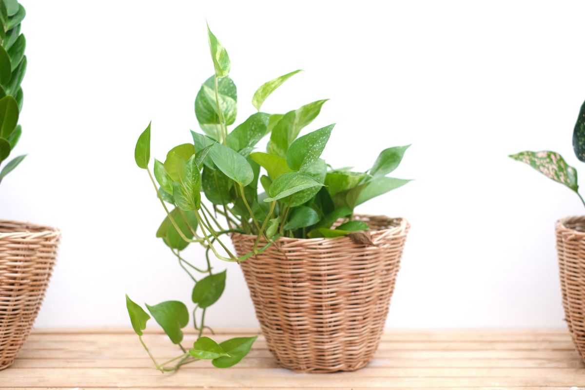 piante con vaso di vimini