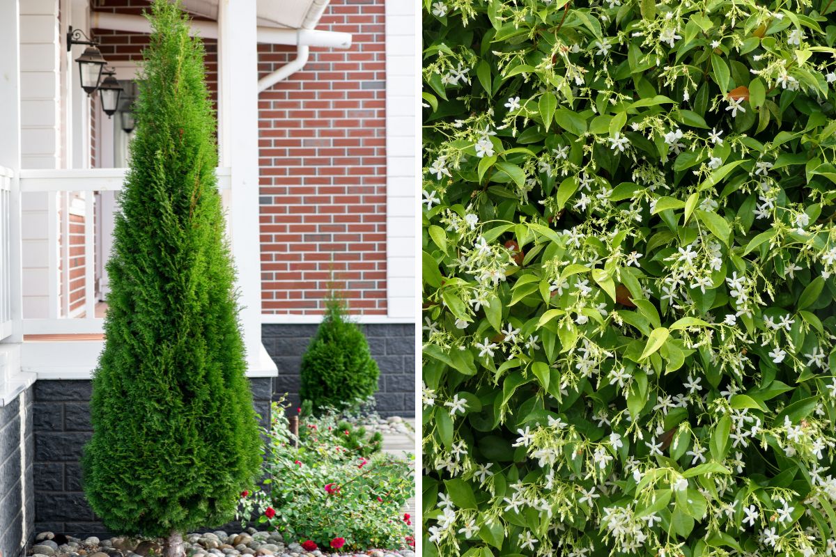 piante per barriera naturale in terrazzo