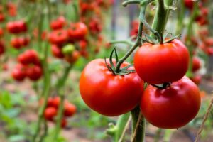 innaffiare pomodori da sogno