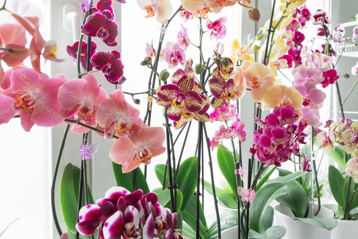 concime per orchidea