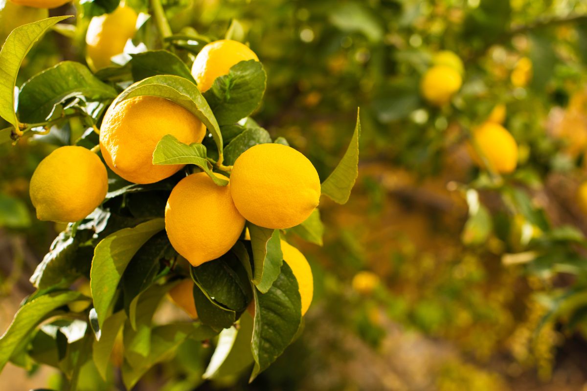 limone con foglie gialle rimedi naturali