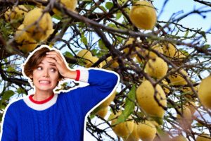 pianta di limone