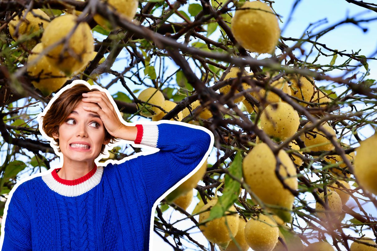 pianta di limone