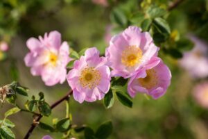 coltivare la rosa canina