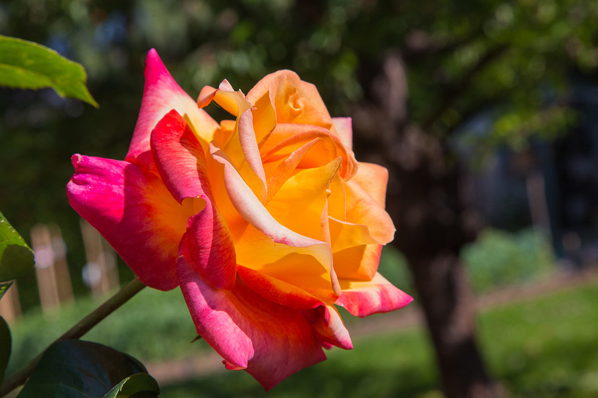 Rose