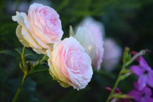 ricette di concimi naturali che fanno impazzire le tue rose