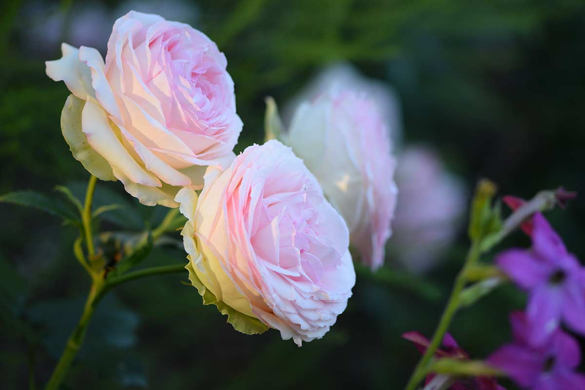 ricette di concimi naturali che fanno impazzire le tue rose