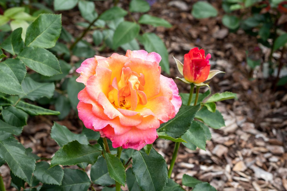varietà di rose rampicanti