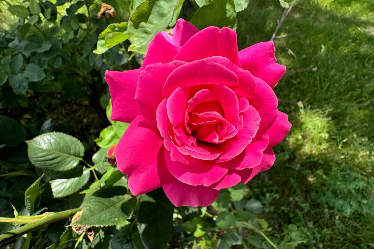 rosa damascena