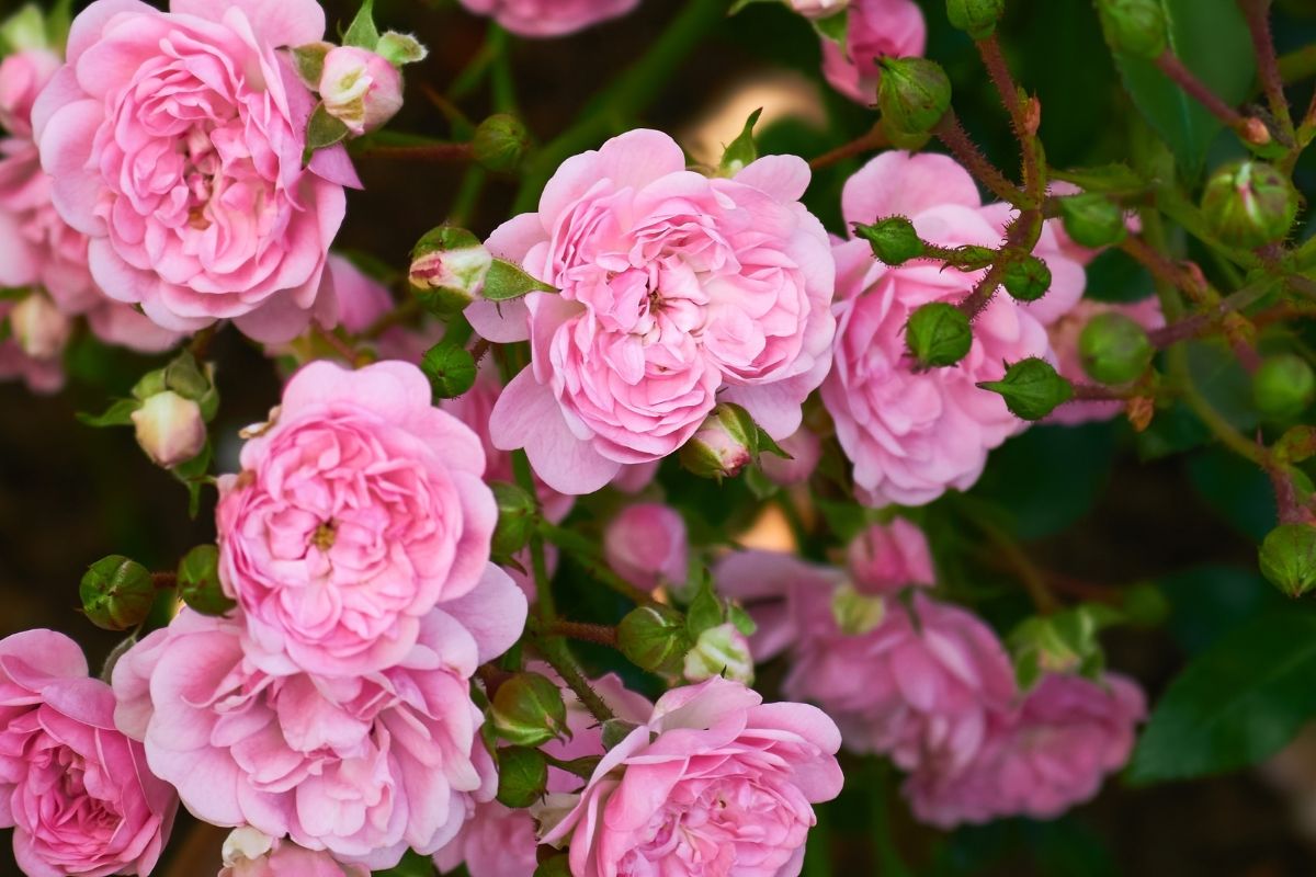 giardino pieno di rose