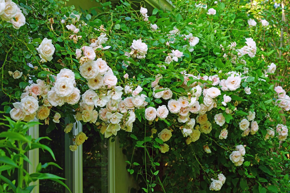 varietà di rose rampicanti