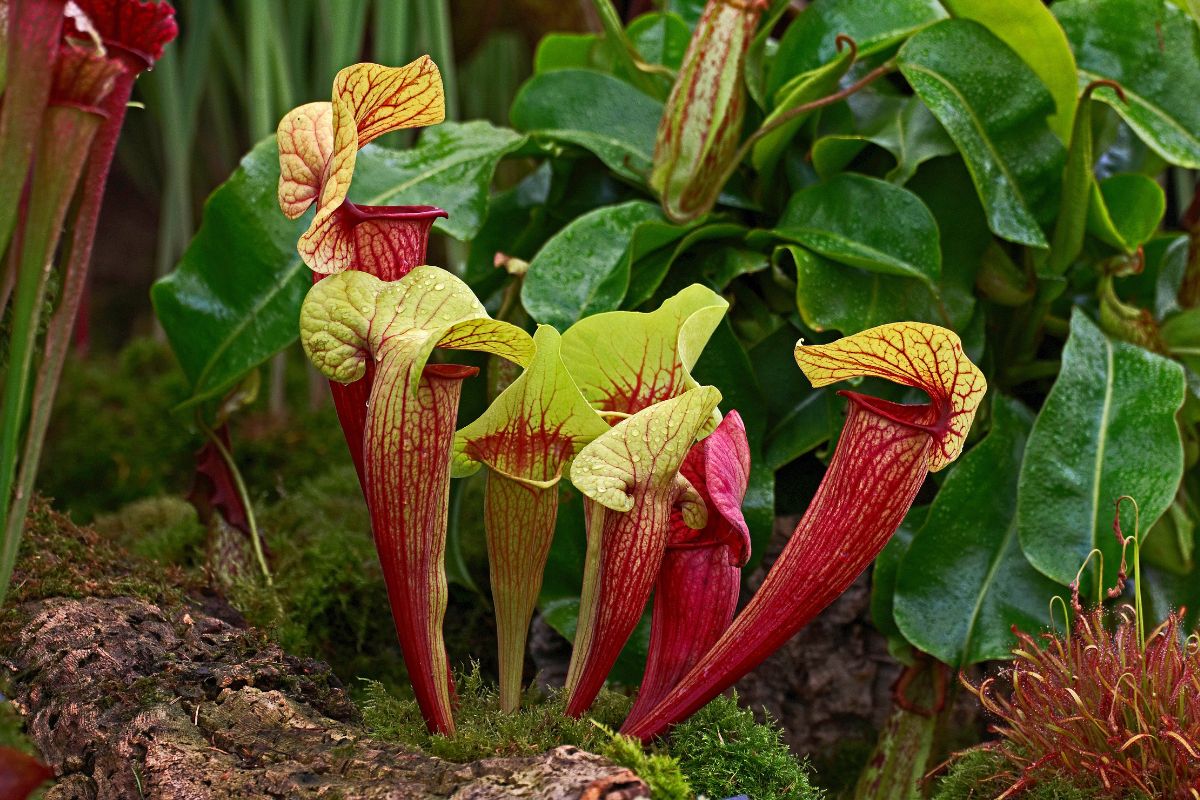 giardino carnivoro
