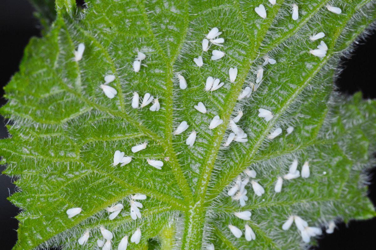 come eliminare la mosca bianca