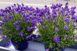 come propagare la lavanda
