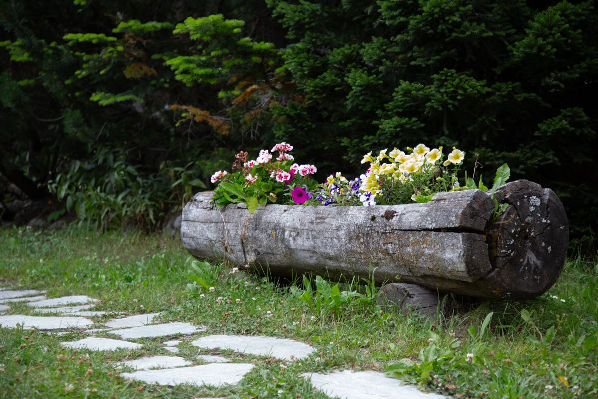 piantare fiori dentro tronchi cavi