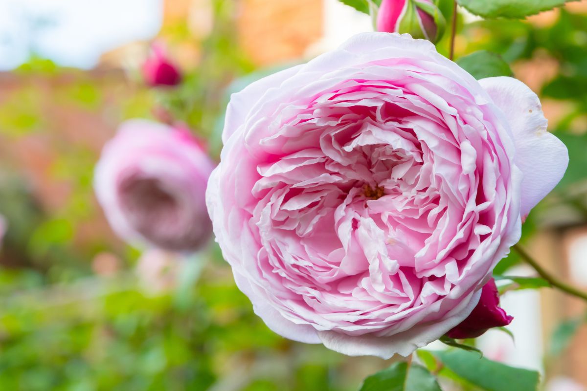 varietà di rose