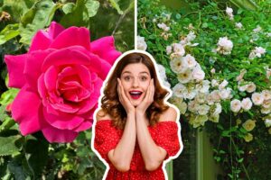 quali varietà di rose scegliere