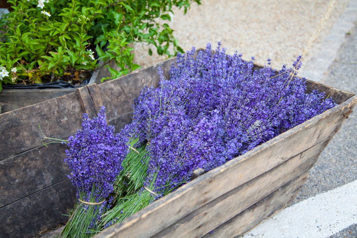 lavanda per profumare il giardino