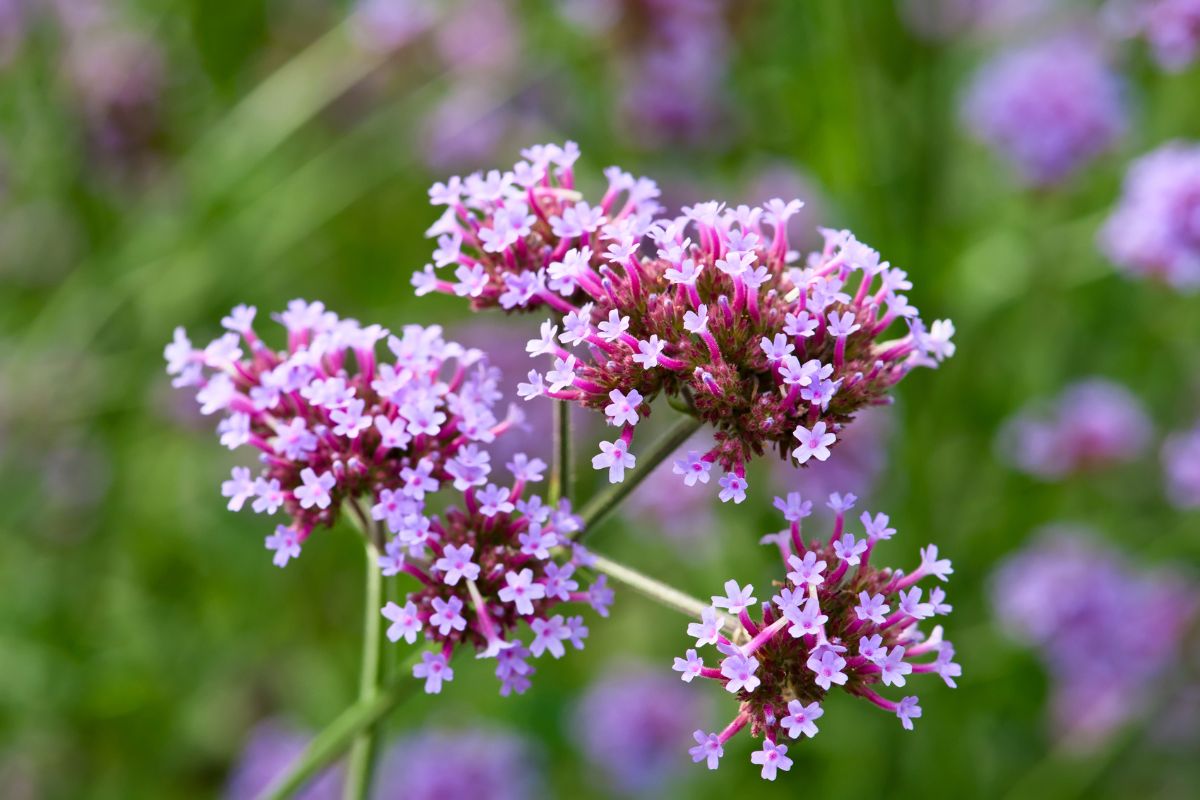 fiori per il terrazzo fioriscono fino a settembre