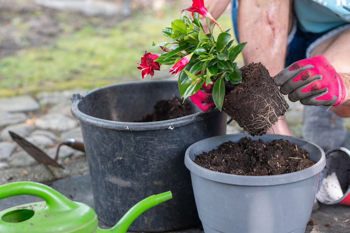 perché i rinvasi estivi sono più delicati