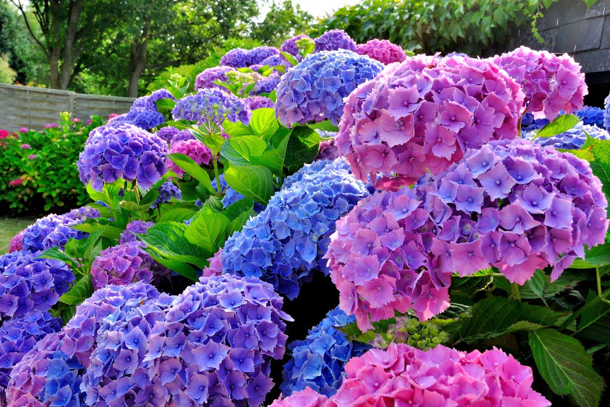 piante da accostare alle ortensie