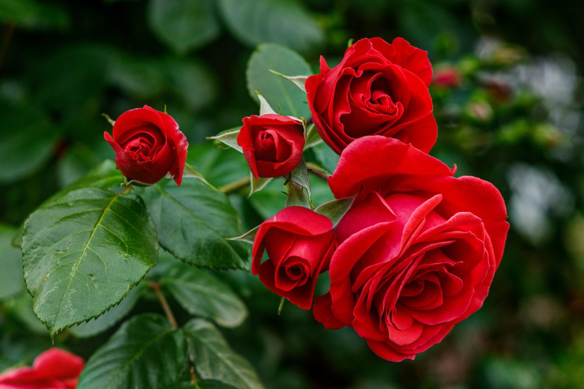 olio bianco per eliminare gli afidi sulle rose