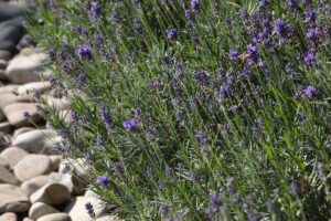 aiuole con pietre e piante resistenti al caldo