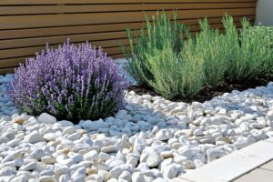 sassi bianchi e lavanda nelle aiuole