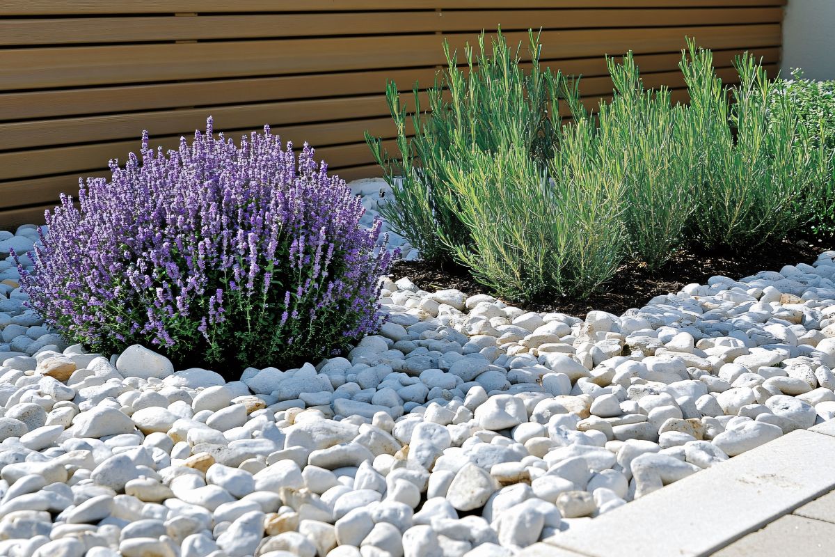 sassi bianchi e lavanda nelle aiuole