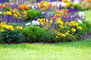 aiuole con fiori perenni