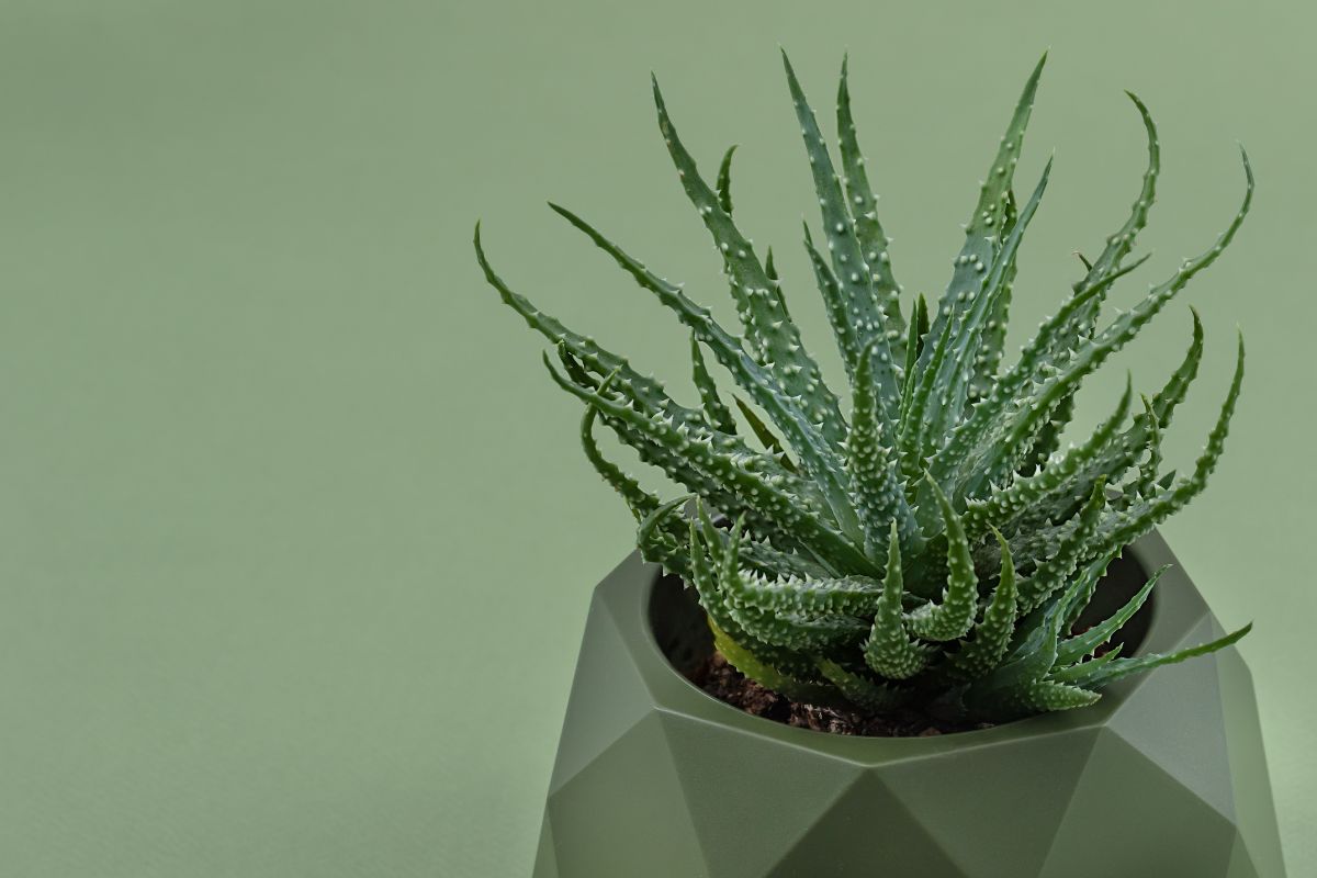 varietà di aloe decorative