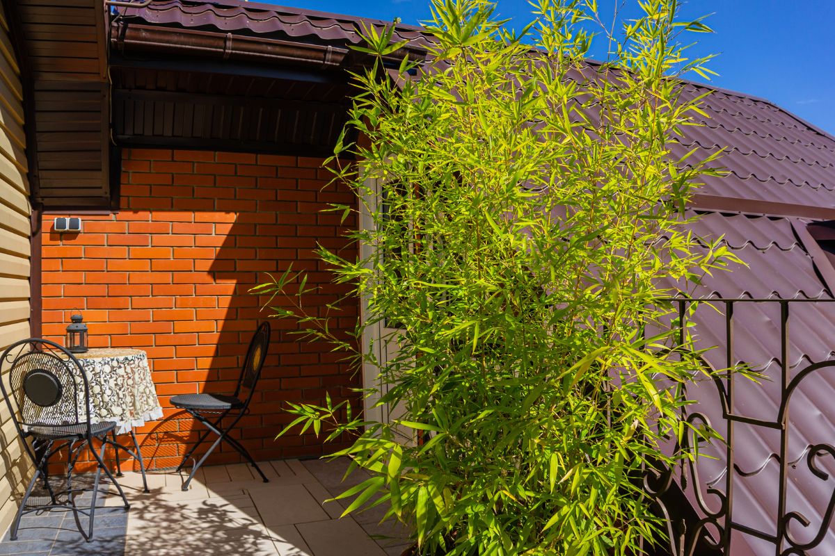 piante per angolo zen sul terrazzo