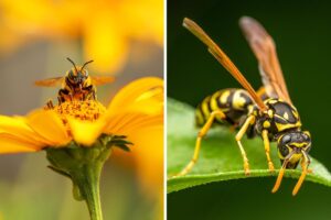 soluzioni naturali contro gli insetti