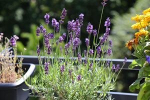 lavanda sul balcone
