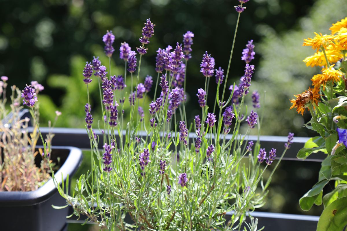 lavanda sul balcone