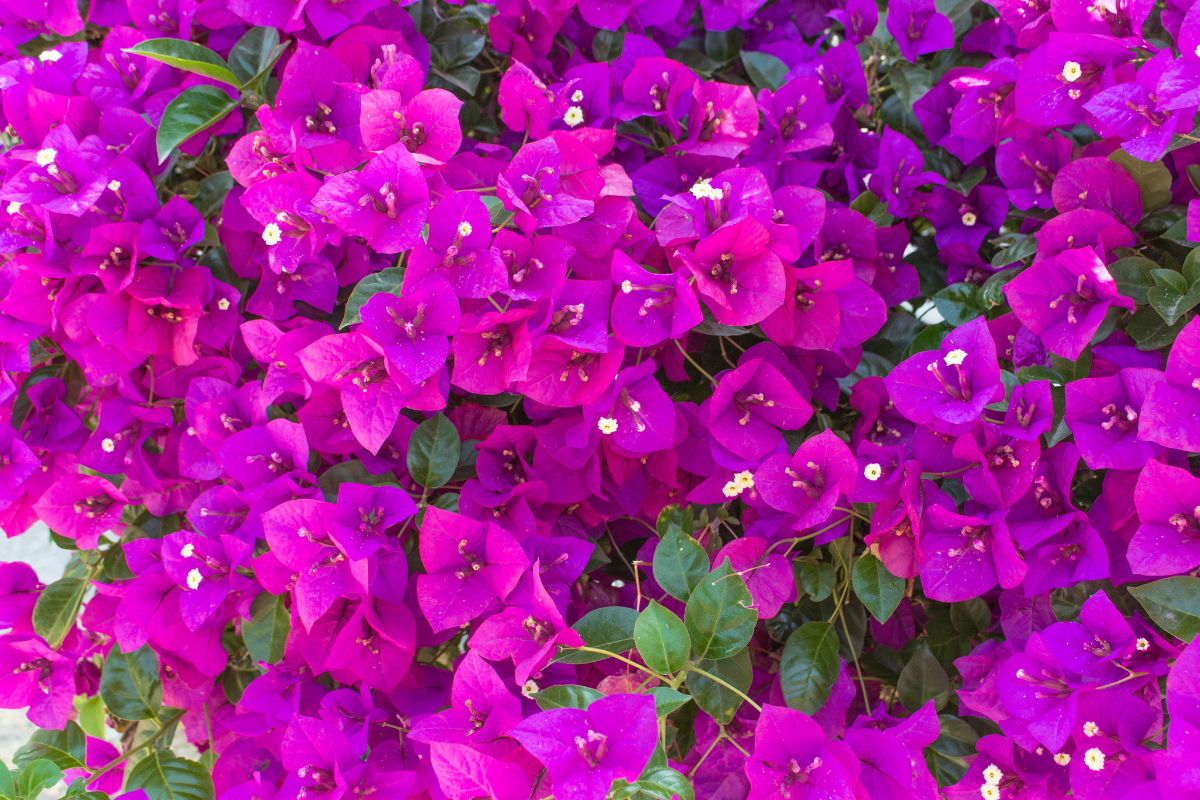 bouganville in fiore a luglio