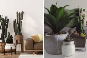 cactus in casa