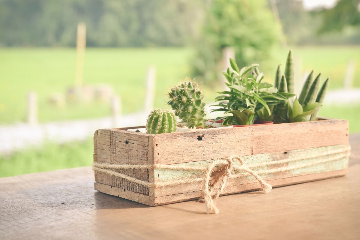 cactus in casa fai da te