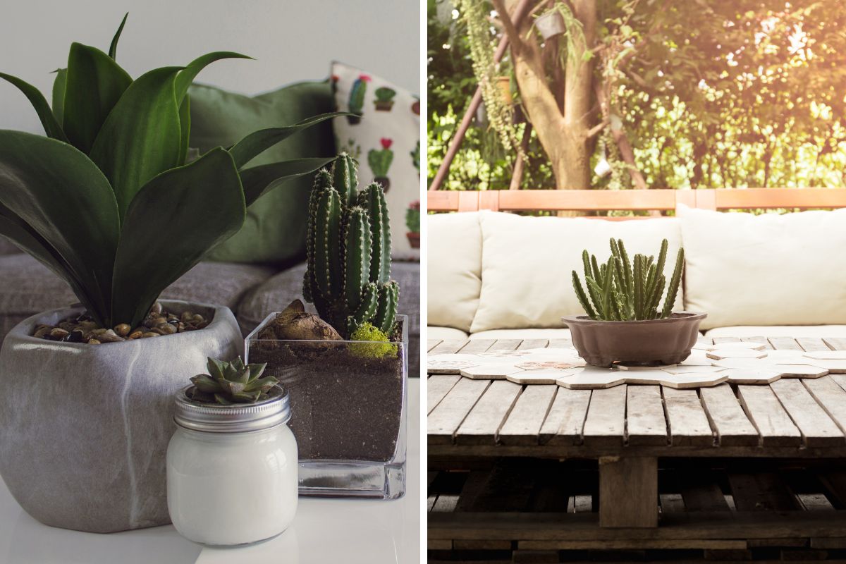 cactus in casa e idee d'arredo fai da te