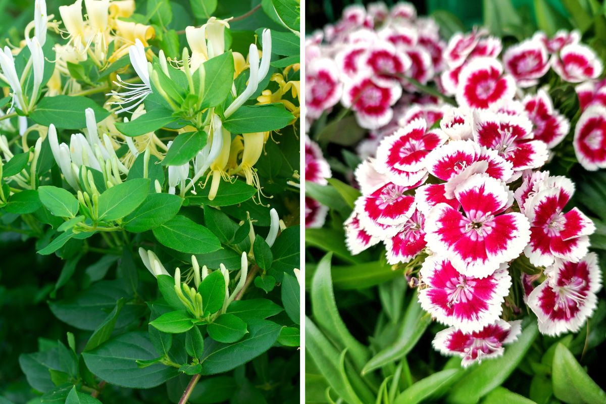 fiori che profumano le serate estive