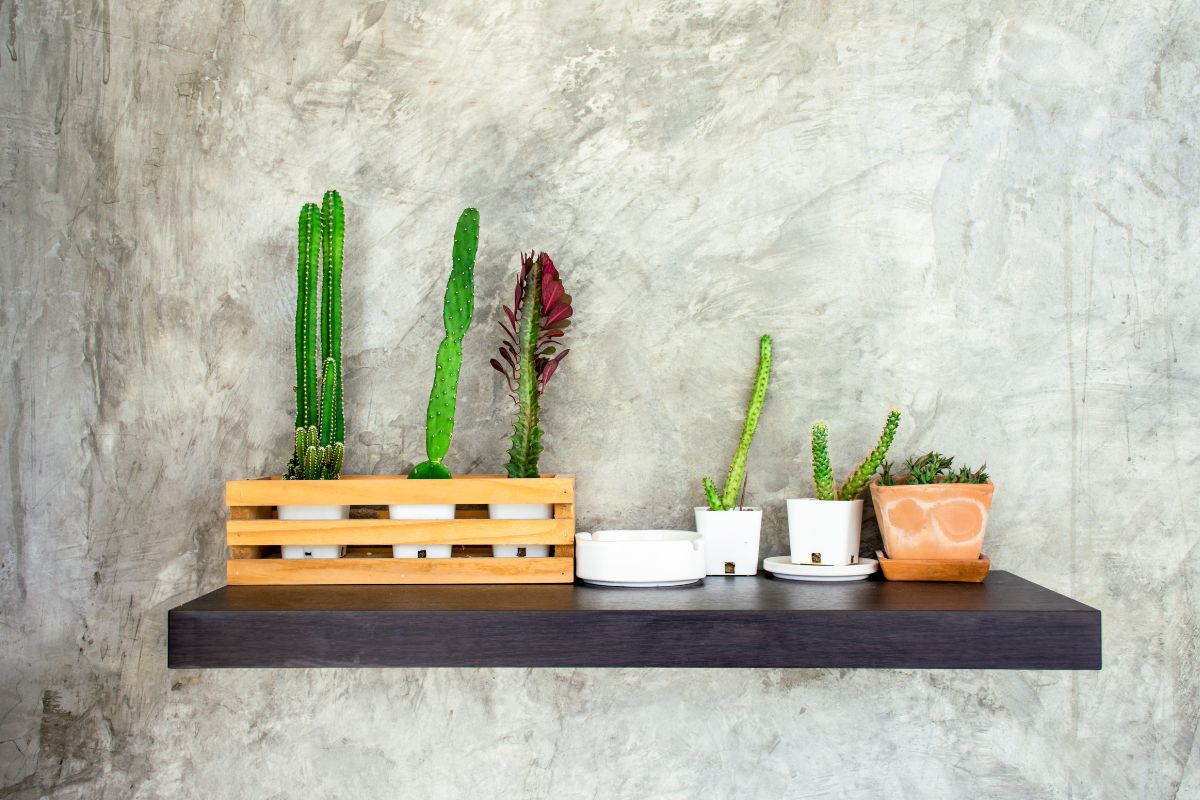 cassette di legno e succulente