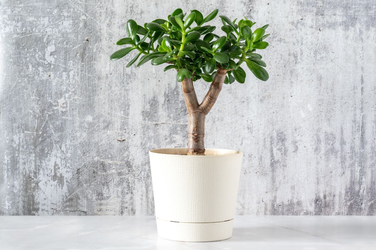 albero di giada come centrotavola zen