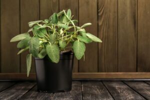 salvia in vaso