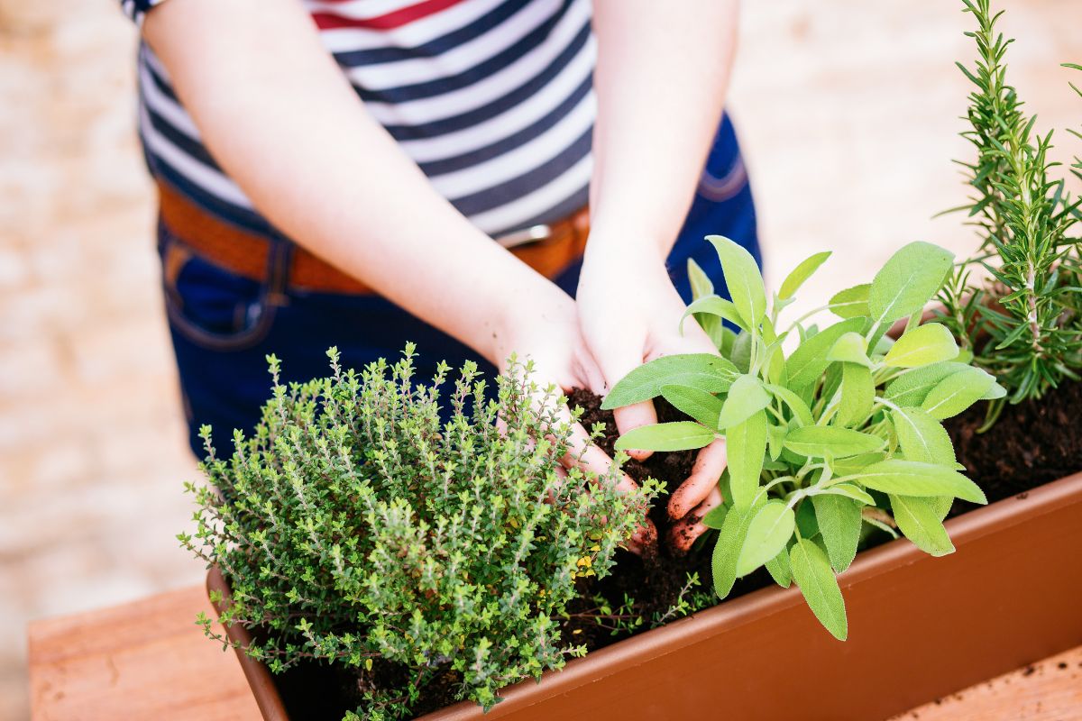 posizionamento per le piante aromatiche sul balcone