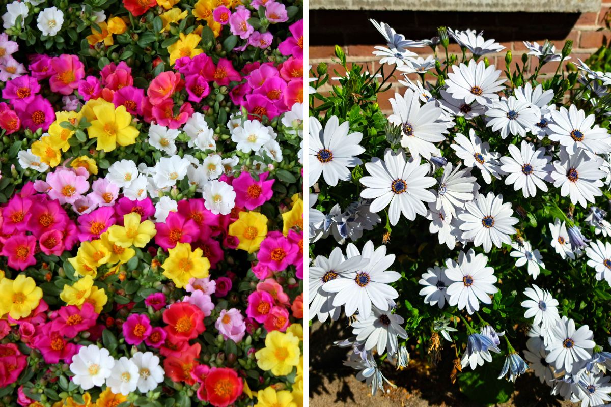 combinazioni di fiori resistenti al sole