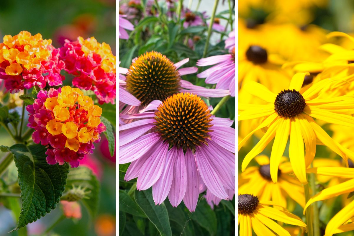 combinazioni di fiori