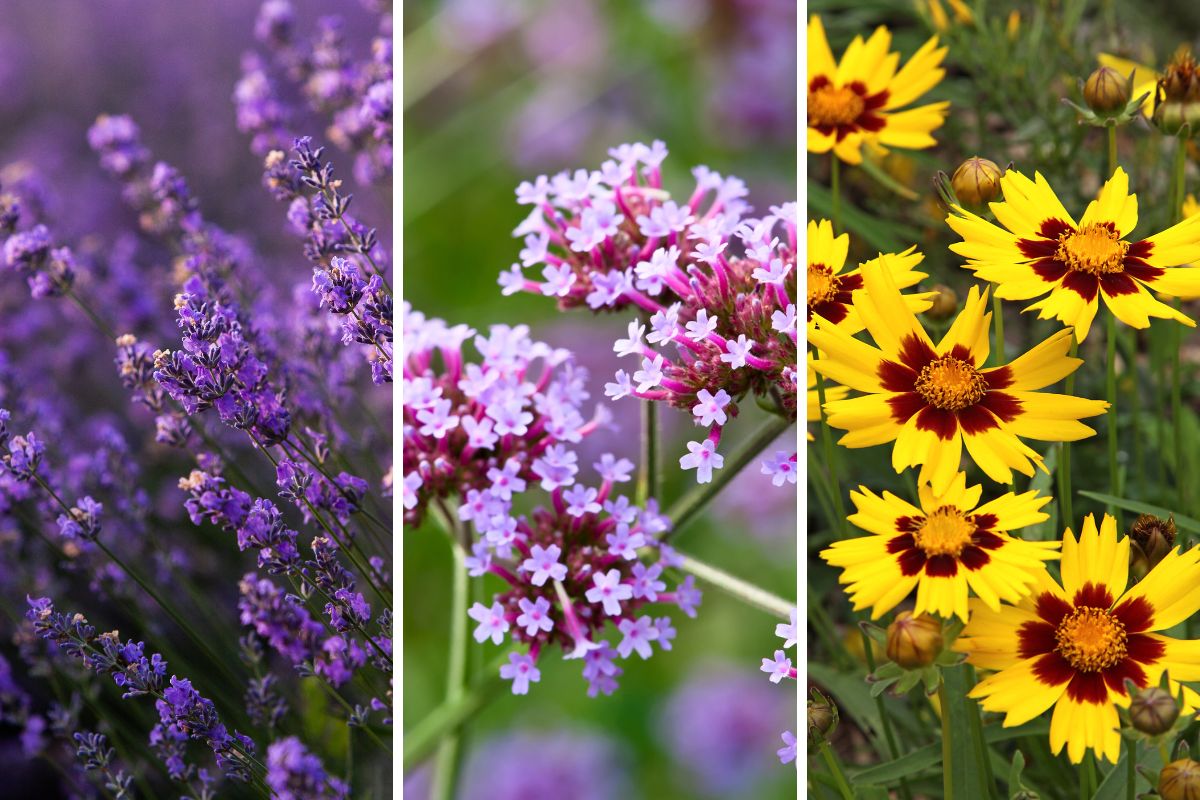 combinazioni di fiori resistenti al sole