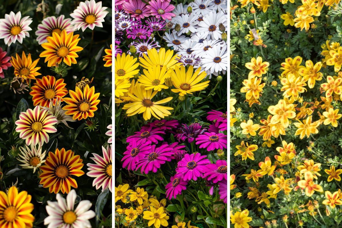 combinazioni di fiori che resistono al sole