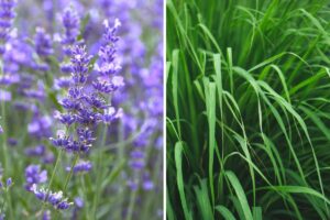 lavanda e citronella come anti-zanzare