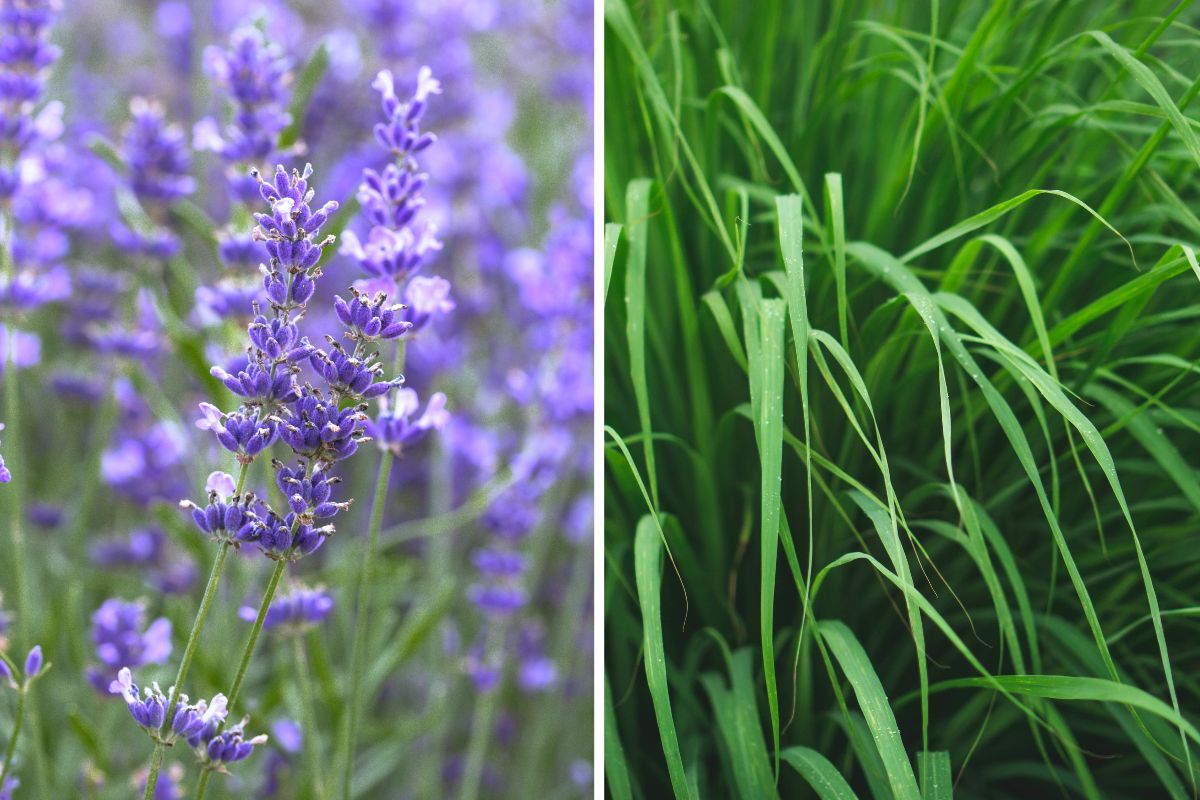 lavanda e citronella come anti-zanzare